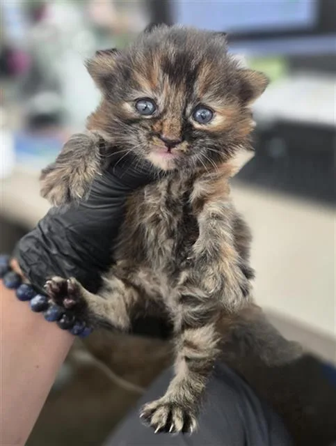 A baby medium-sized female Domestic Short Hair cat named Crowbar for adoption in Dallas, TX