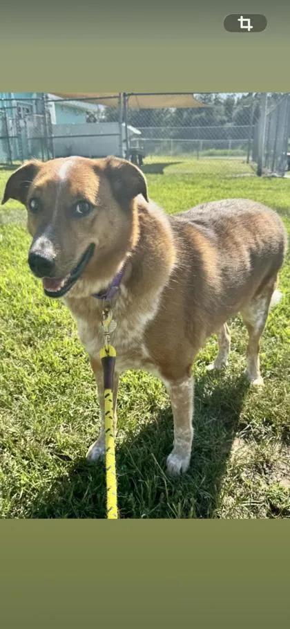 An adult large-sized male Mixed Breed dog named Red for adoption in Vero Beach, FL