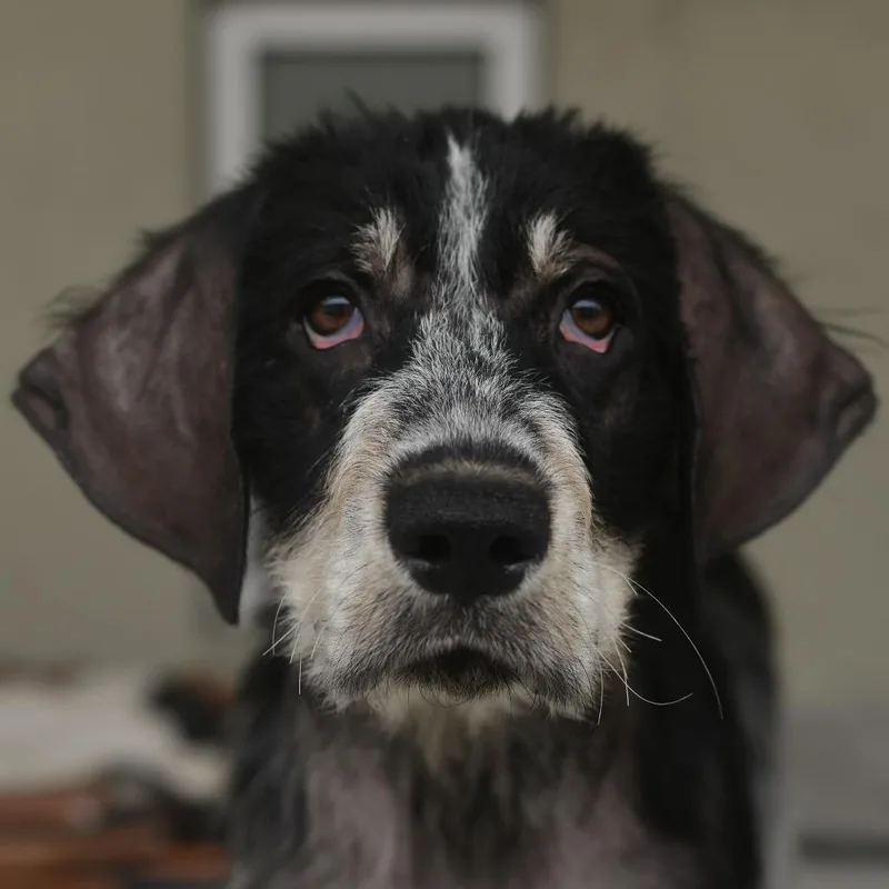 A baby small-sized male Gray / Blue / Silver German Wirehaired Pointer dog named Copper for adoption in Ottawa, KS