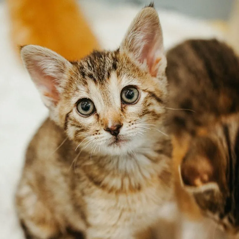 A baby medium-sized female Domestic Medium Hair cat named Lobster for adoption in Jackson, WY