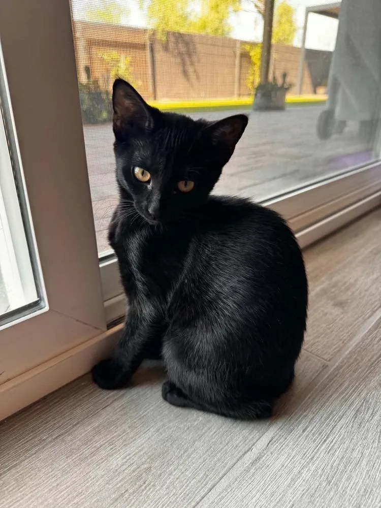 A baby medium-sized female Black Domestic Short Hair cat named Robin for adoption in tucson, AZ