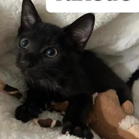 A baby small-sized male Black Domestic Short Hair cat named Tuxedo for adoption in Orangevale, CA