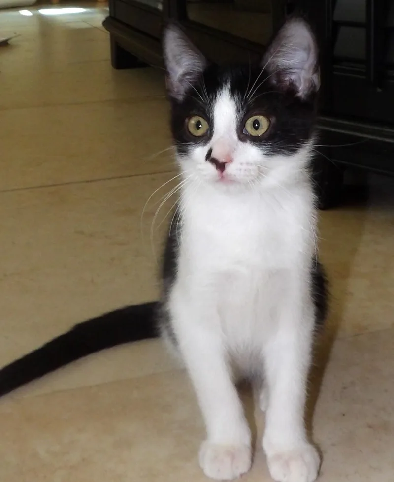A baby medium-sized male Black & White / Tuxedo Domestic Short Hair cat named Timmy for adoption in Lake Monroe, FL