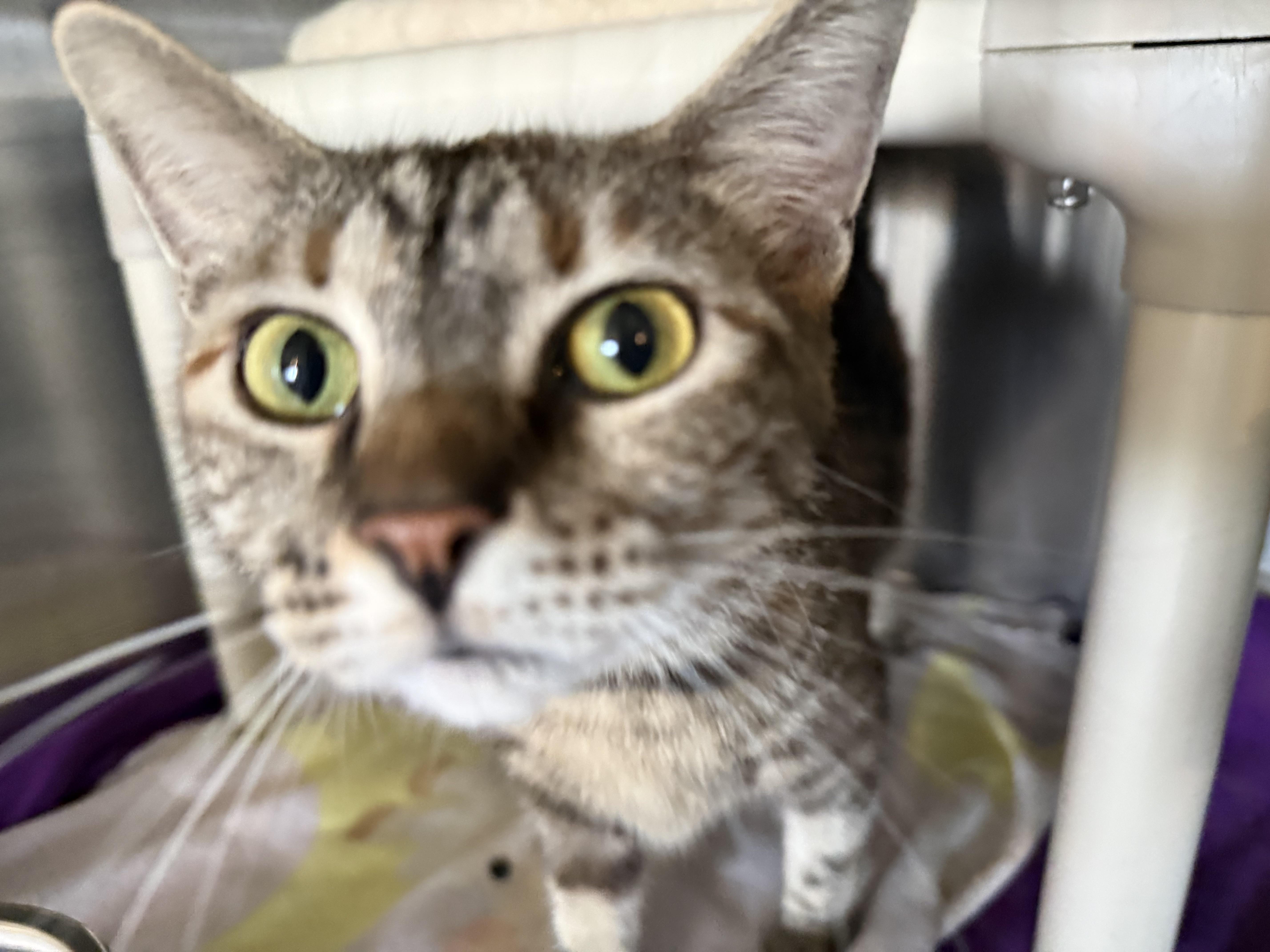 A young medium-sized female Domestic Short Hair cat named Phoebe& Tiger for adoption in La Crescent, MN