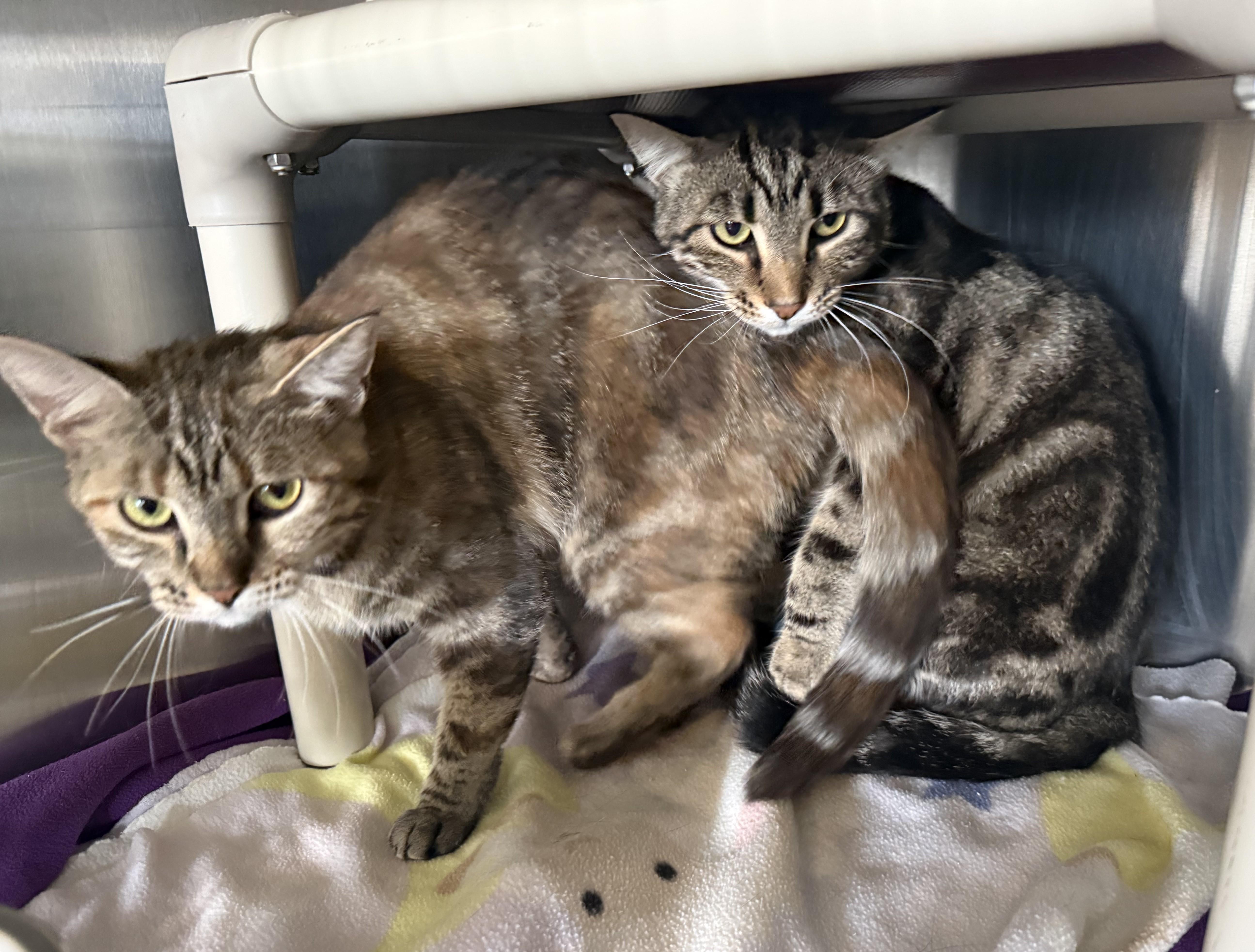 Phoebe& Tiger thumbnail 6