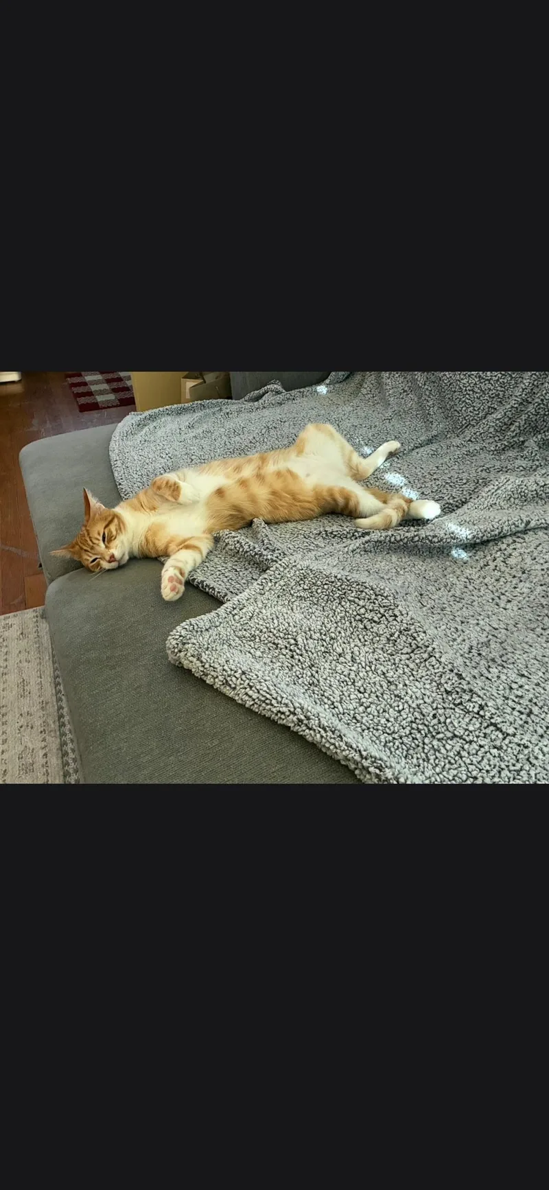 An adult medium-sized male Calico cat named Mikey & Missy for adoption in Perth Amboy , NJ