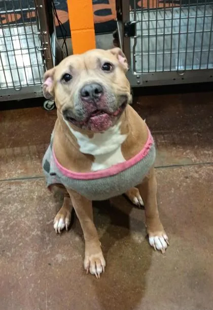 An adult large-sized female Mixed Breed dog named Bambi for adoption in Cincinnati, OH