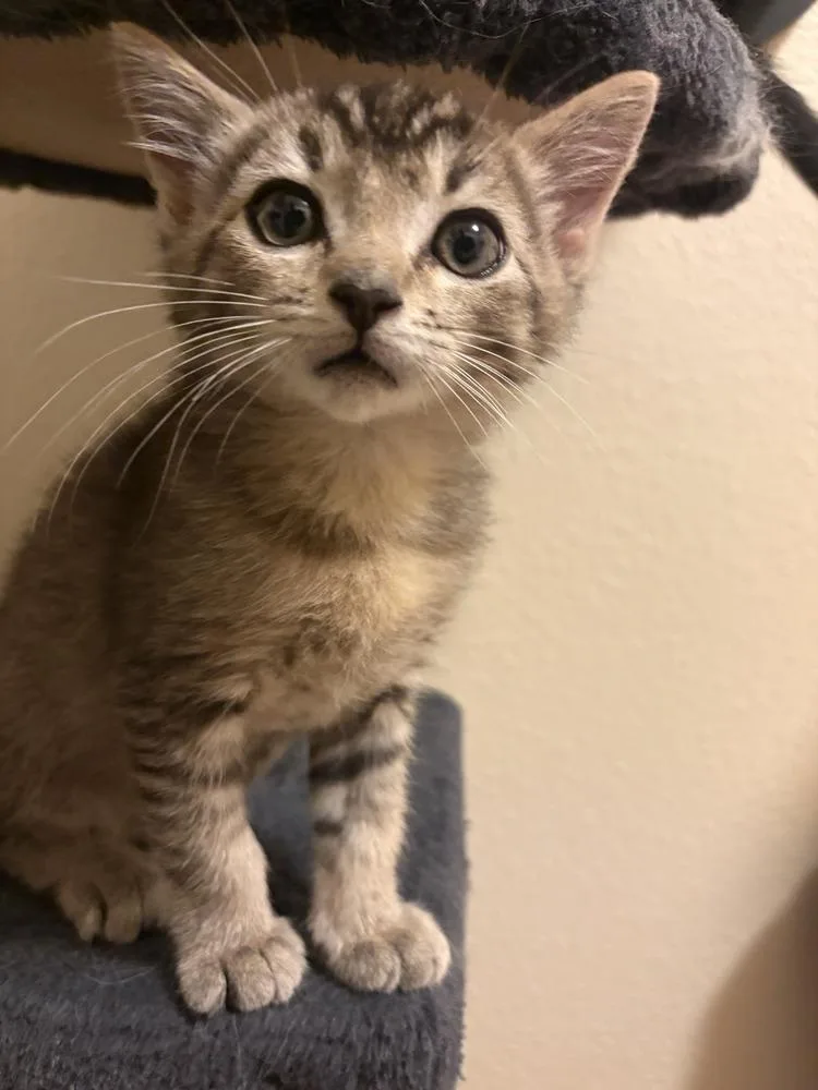 A baby small-sized male Domestic Short Hair cat named Bowie for adoption in Vancouver, WA