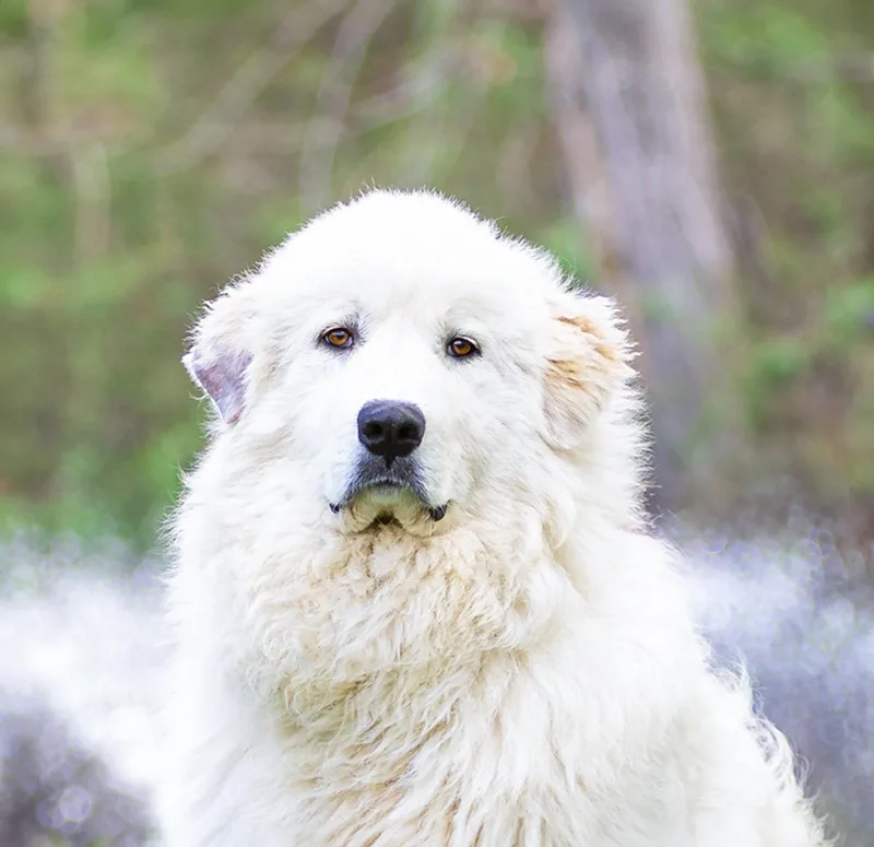 A young large-sized male Great Pyrenees dog named Maverick for adoption in Coatesville, PA