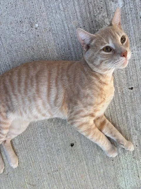 A young medium-sized male Domestic Short Hair cat named Curry for adoption in Forney, TX