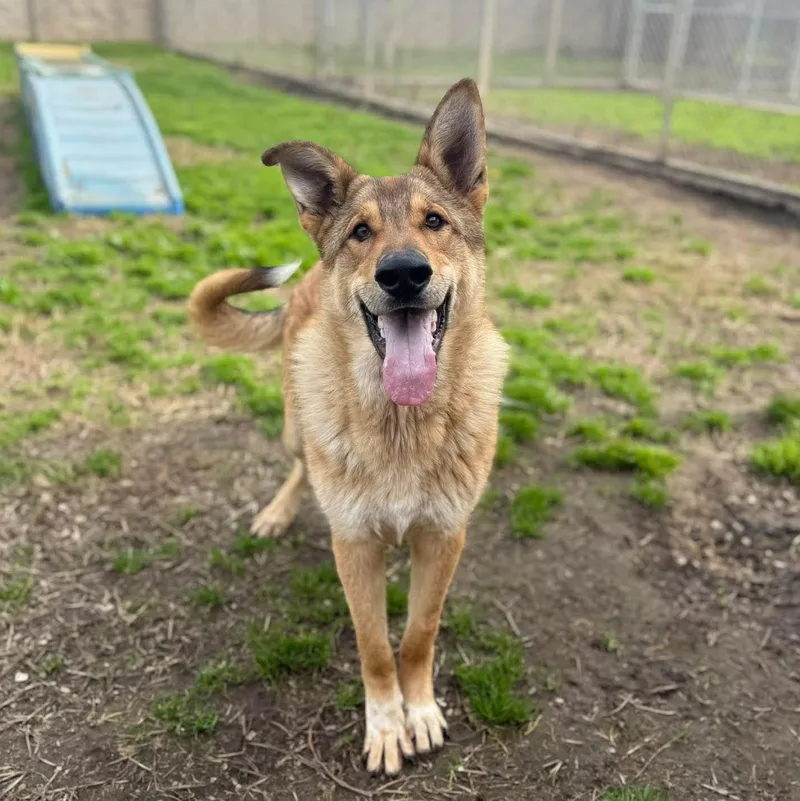 A young large-sized male German Shepherd Dog dog named Wolfie for adoption in Petaluma, CA