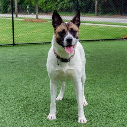 An adult large-sized female White / Cream Akita dog named Athena for adoption in Atlanta, GA