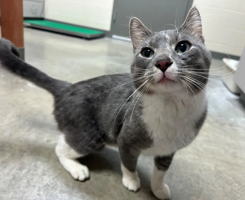 An adult medium-sized male Tabby (Gray / Blue / Silver) Domestic Short Hair cat named Zipper for adoption in Mason City, IA