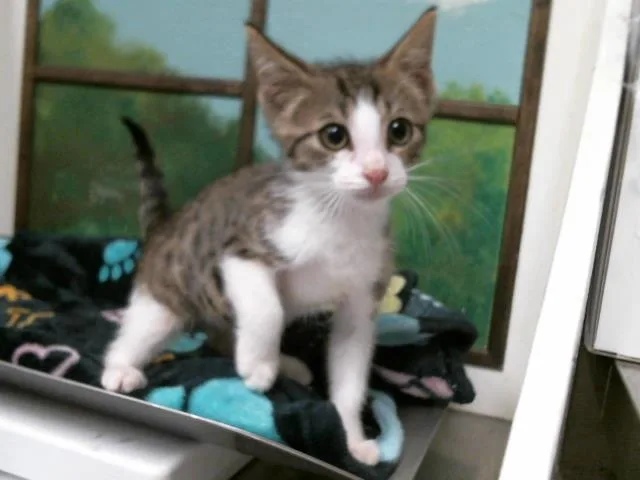 A baby small-sized male Domestic Short Hair cat named Tofu for adoption in Houston, TX
