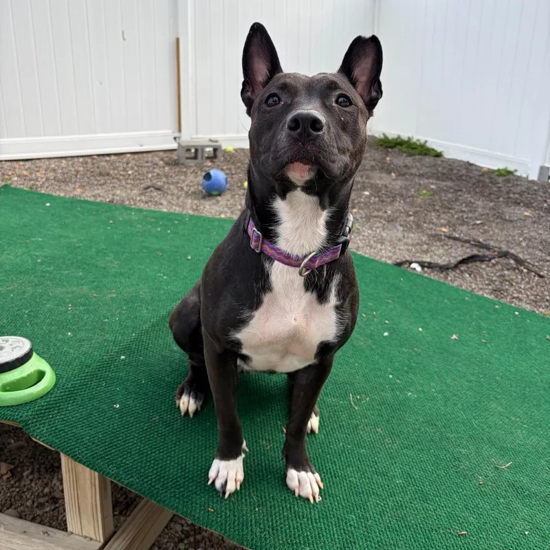 An adult medium-sized female Black Mixed Breed dog named T'Soni for adoption in Binghamton, NY
