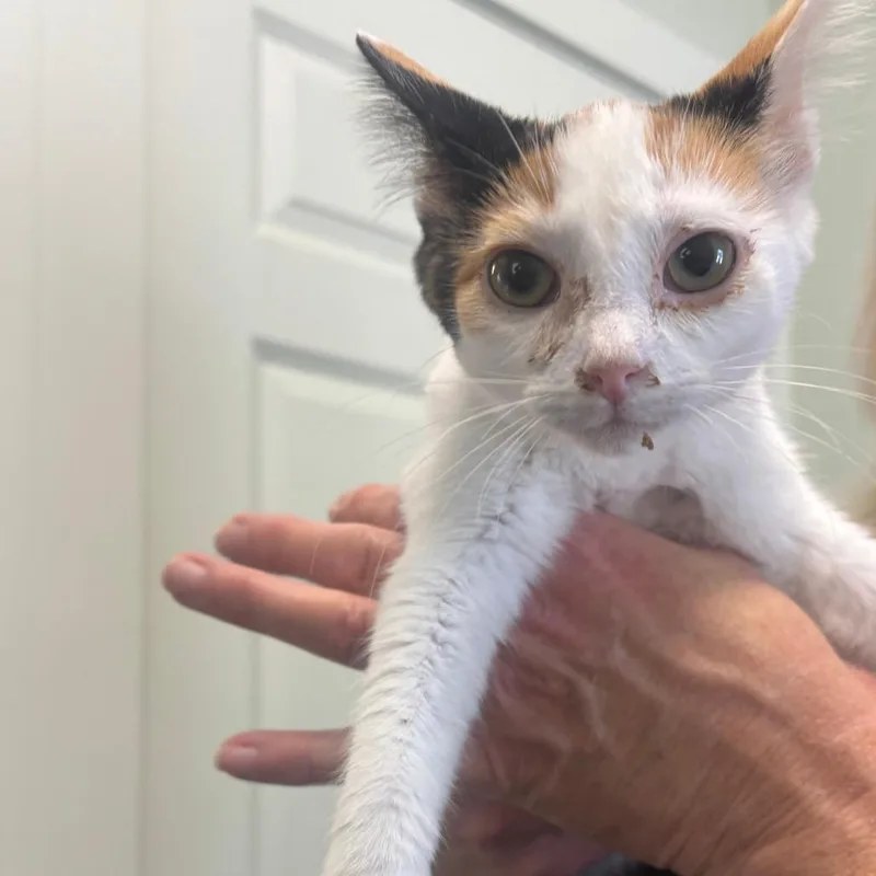 A baby small-sized female Calico Domestic Short Hair cat named Yelby for adoption in Jasper, IN