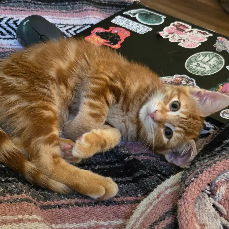 A baby medium-sized male Orange / Red Domestic Short Hair cat named Gingie for adoption in Austin, TX