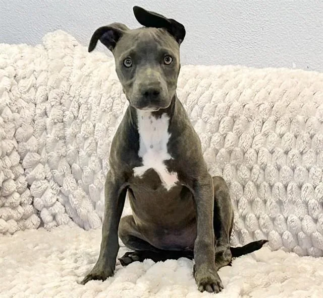 A baby small-sized female Pit Bull Terrier dog named Swayzee for adoption in Salinas, CA