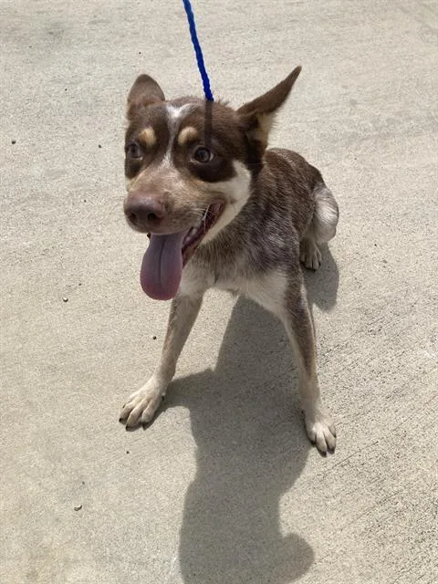 A young large-sized male Mixed Breed dog named Overton for adoption in Dallas, TX