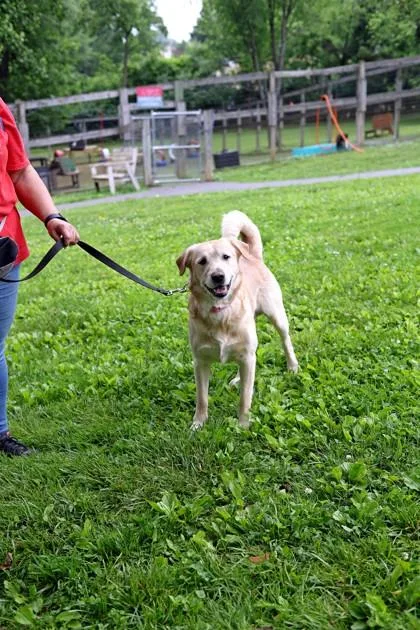 An adult large-sized male Mixed Breed dog named Charles for adoption in West Chester, PA