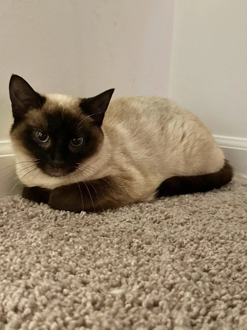 A young medium-sized female Siamese cat named Brielle for adoption in Walled Lake, MI