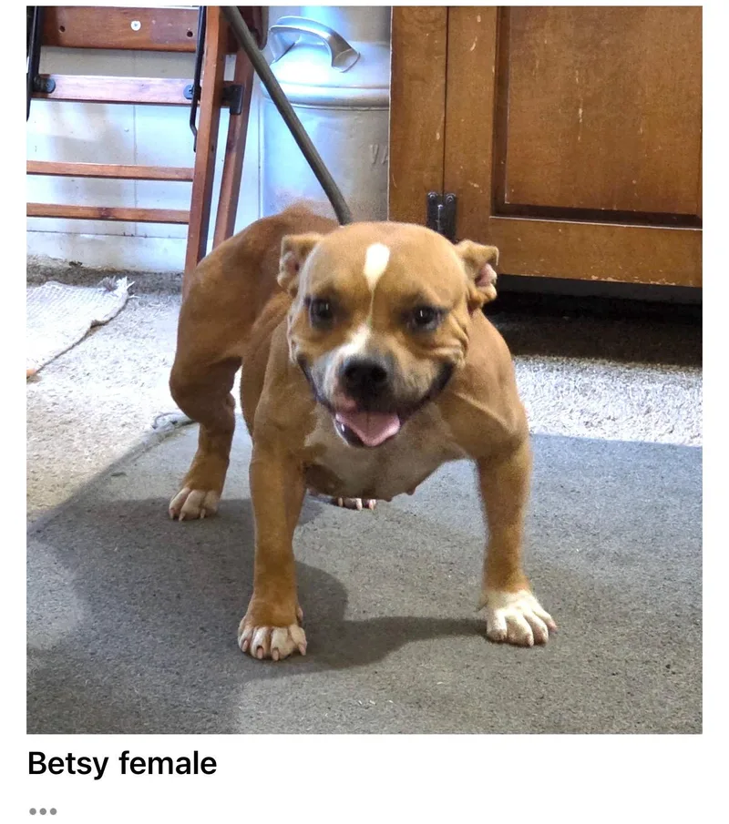 A young medium-sized female Yellow / Tan / Blond / Fawn Bulldog dog named Betsy for adoption in Blue Springs, MO