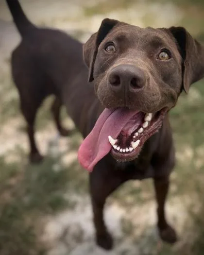 An adult large-sized male Labrador Retriever dog named Ruff Rida for adoption in Atlanta, GA