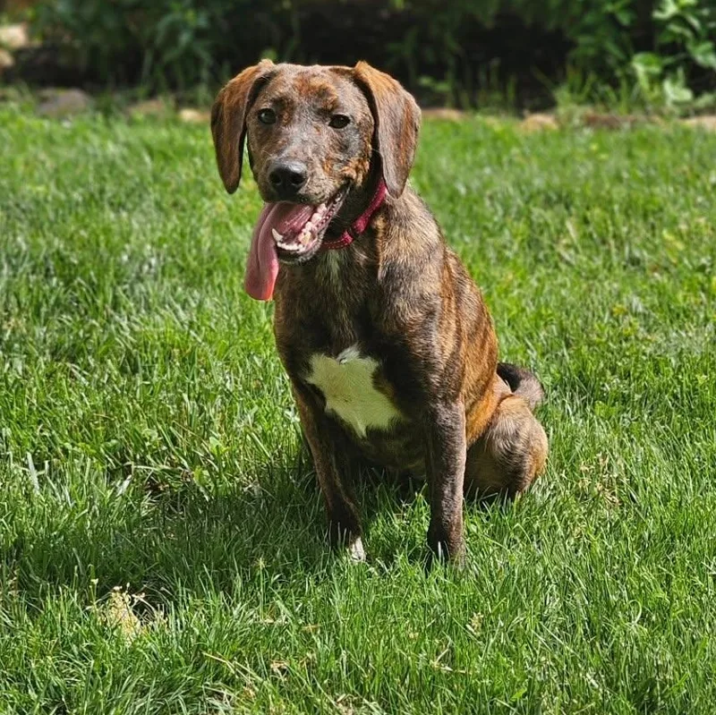 A young small-sized female Brindle Plott Hound dog named Oakley for adoption in Lexington, KY