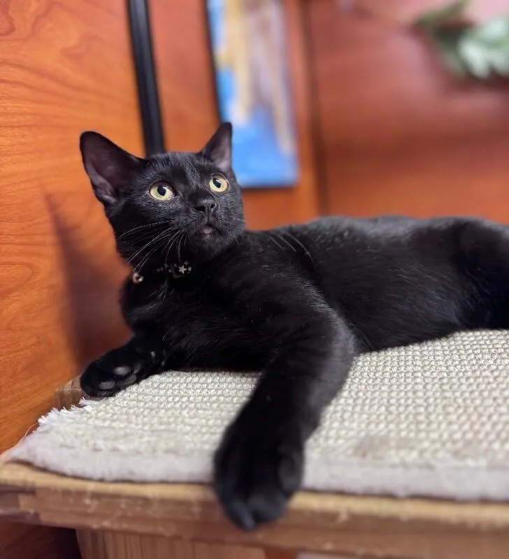 A young medium-sized female Domestic Short Hair cat named Alexandria for adoption in North Babylon, NY
