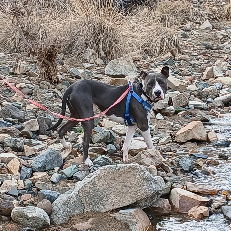 An adult medium-sized male Gray / Blue / Silver American Bulldog dog named Teddy for adoption in Chino valley, AZ