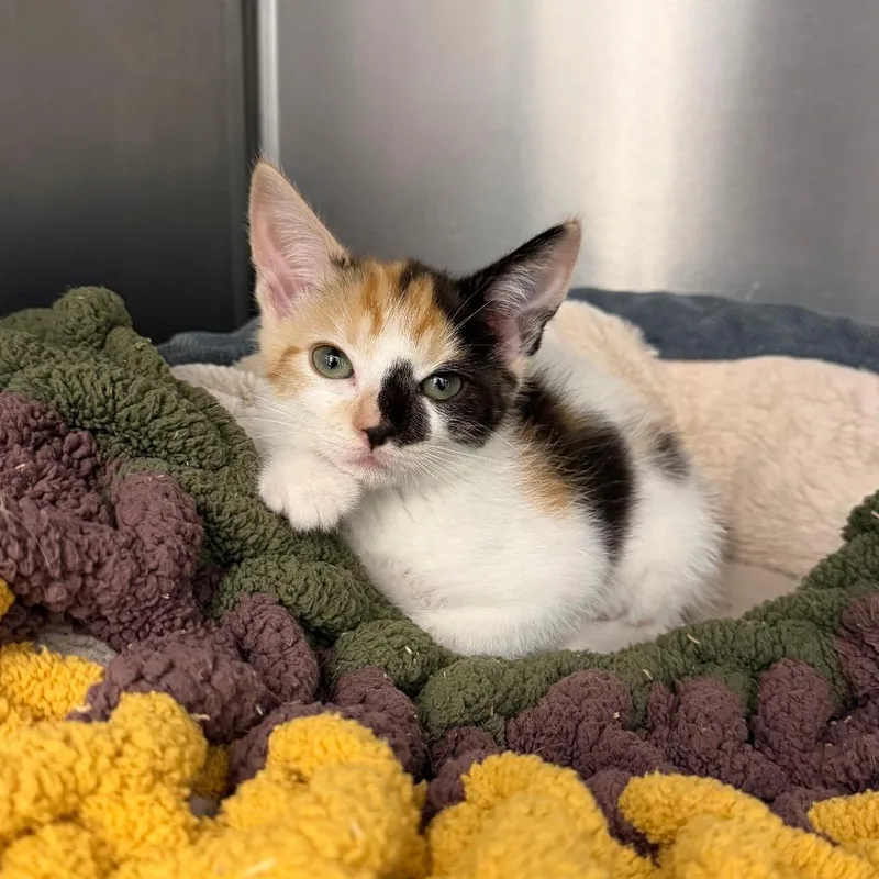 A baby small-sized female Calico Domestic Short Hair cat named Outlast for adoption in Marshall, VA
