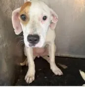 A baby medium-sized female Mixed Breed dog named Asha for adoption in West Chester, PA