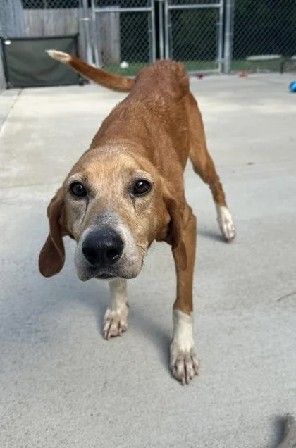 An adult medium-sized female Hound dog named Martini for adoption in King William, VA
