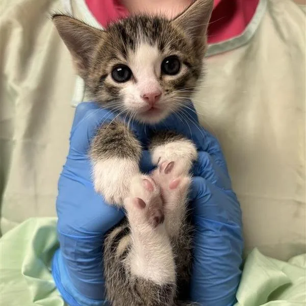 A baby small-sized male Domestic Short Hair cat named Dr. Quack for adoption in Tempe, AZ