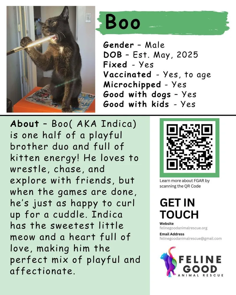 A young medium-sized male Black & White / Tuxedo Domestic Short Hair cat named Boo for adoption in Eugene, OR