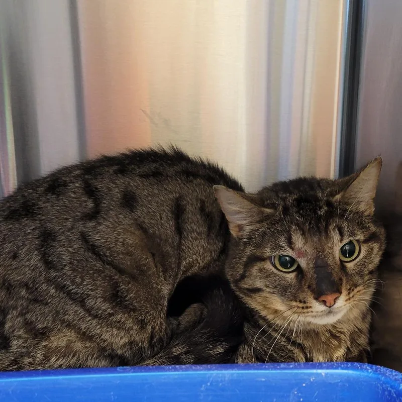 An adult small-sized male Brown / Chocolate Domestic Short Hair cat named Chickadee for adoption in Nashville, IN