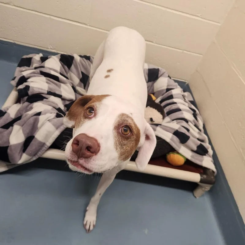 An adult medium-sized female White / Cream Hound dog named Rosie for adoption in Brockton, MA