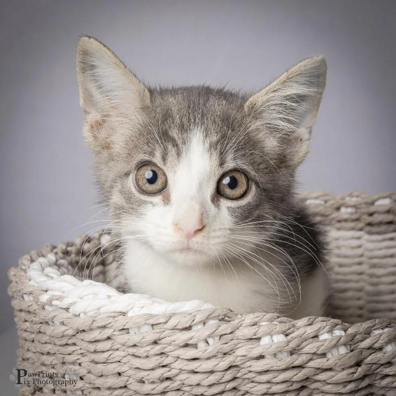 A young medium-sized male Tabby (Gray / Blue / Silver) Domestic Short Hair cat named Pop for adoption in Maryville, TN