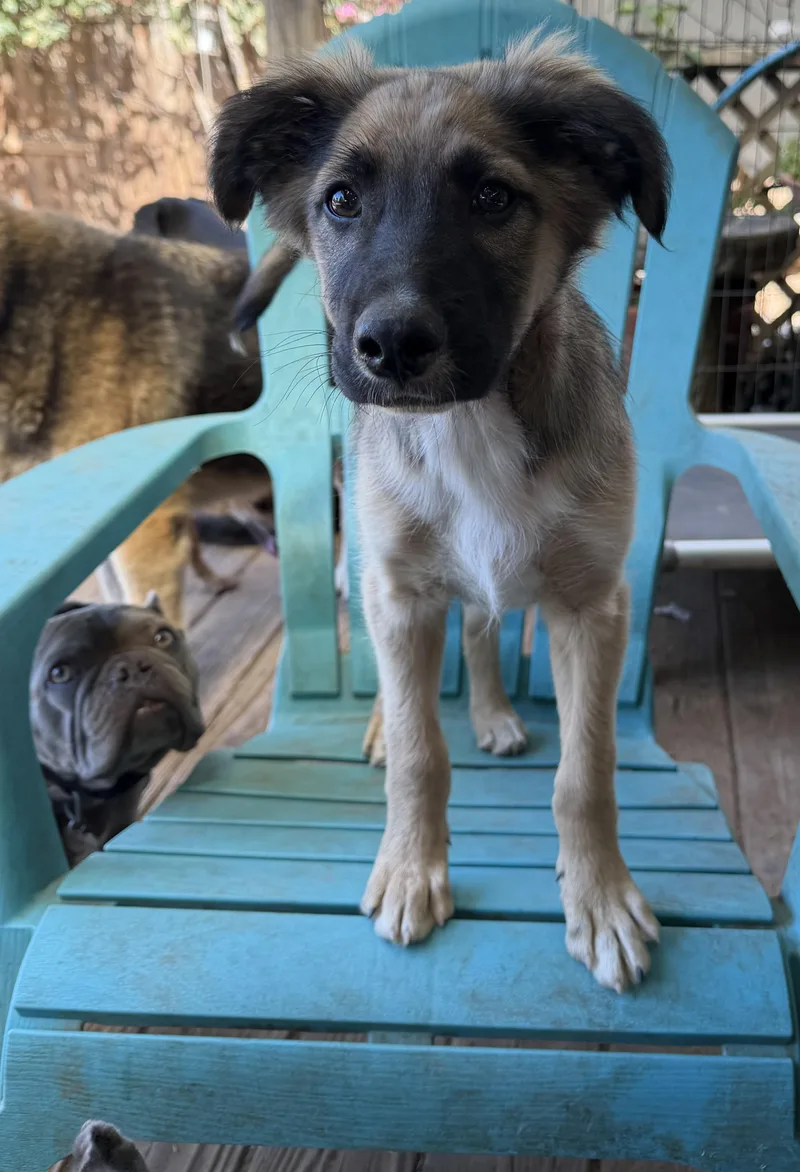 A young medium-sized male Border Collie dog named Linus for adoption in Concord, CA