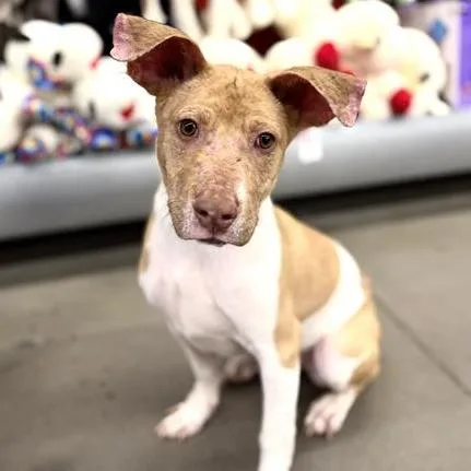 A young medium-sized male Red / Chestnut / Orange Pit Bull Terrier dog named Keedo for adoption in Kanab, UT