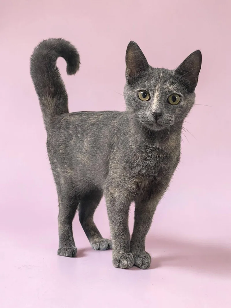 A baby medium-sized female Domestic Short Hair cat named Lilly for adoption in Champaign, IL