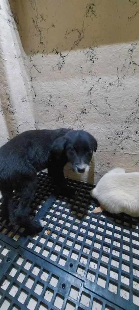 A baby medium-sized male Mixed Breed dog named Mark for adoption in Cartersville, GA