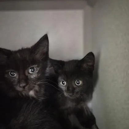 A baby small-sized female Domestic Short Hair cat named Penelope for adoption in Sacramento, CA