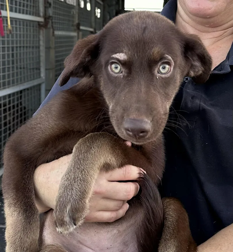 A litter Aggie