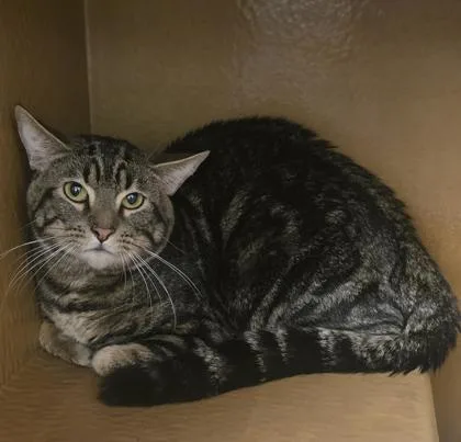 An adult small-sized male Domestic Short Hair cat named Milo for adoption in Phoenix, AZ