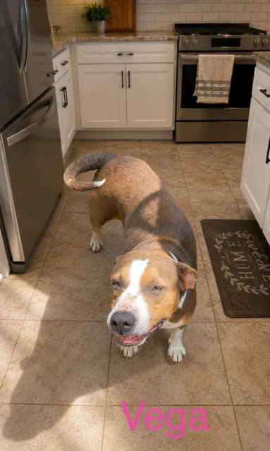 An adult medium-sized male Labrador Retriever dog named Vega for adoption in Zimmerman, MN