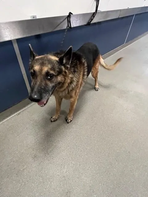 An adult large-sized male German Shepherd Dog dog named Enzo for adoption in Miami, FL