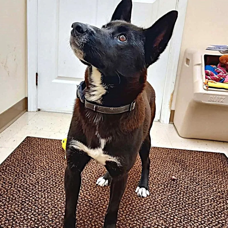 Skipper