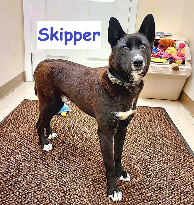 Skipper thumbnail 2