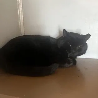 An adult large-sized male Black Domestic Short Hair cat named Cookie for adoption in Philadelphia, PA